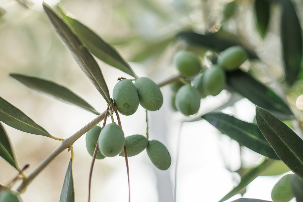 Couleur vert olive